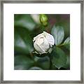 Single White Rose Framed Print
