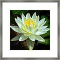 Single Yellow Water Lily Framed Print