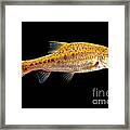 Sinocyclocheilus Sp Framed Print