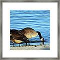 Sipping And Preening On The Beach Framed Print