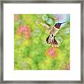 Sir Ruby Throat - Hummingbird Framed Print
