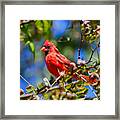 Sitting Pretty - Male Cardinal Framed Print