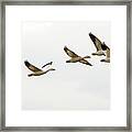 Six Snowgeese Flying Framed Print
