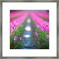 Skagit Valley Tulip Festival A Pair Together In The Sun Framed Print