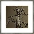 Skeletal Tree Sedona Arizona Framed Print