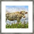 Skinny Cow Framed Print