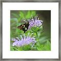Skipper On Bee Balm - Butterfly Framed Print