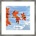 Sky View With Autumn Maple Leaves Framed Print