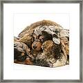 Sleep In Camouflage Framed Print