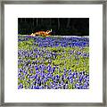 Sleeping Longhorn In Bluebonnet Field Framed Print