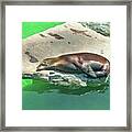 Sea Lion On A Rock Framed Print