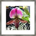 Slipper Foot Orchid Framed Print