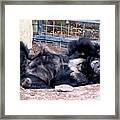 Sloth Bear Framed Print