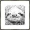 Sloth Framed Print