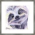 Sloth Portrait Framed Print
