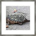 Slow Crossing 3 March 2018 Framed Print