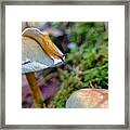 Slug Met Mushroom Framed Print