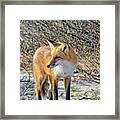 Sly Little Fox Framed Print