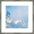 Small Blue Jay In Snowstorm Framed Print