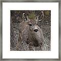 Small Fawn In Tombstone Framed Print
