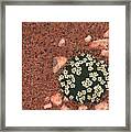 Small Flower Mound Framed Print