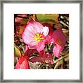 Small Pink Flowers Of Summer Framed Print