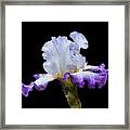 Small Purple And White Iris Framed Print