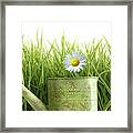 Small Watering Can With Tall Grass Against White Framed Print