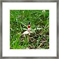 Small World - Waiting In The Woods Framed Print