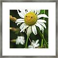 Smiley Face Ox-nose Daisy Framed Print