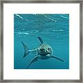 Smiley Shark Framed Print