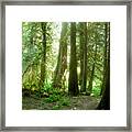 Smokey Forest Framed Print