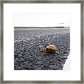 Snail Crossing... Framed Print