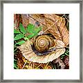 Snail Home Framed Print