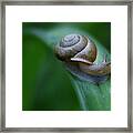 Snail In The Morning Framed Print