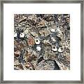 Snail Shells In The Wall Framed Print