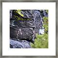 Snake With Lichen Framed Print