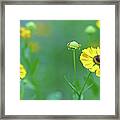 Sneezeweed Framed Print