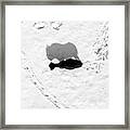Snow Bison Framed Print