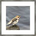 Snow Bunting 2017-2 Framed Print