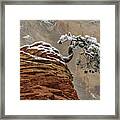 Snow Covered Pine In Zion Natl Park Framed Print