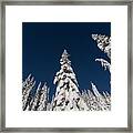Snow Covered Trees 2 Framed Print