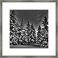 Snow Covered Trees Bw Framed Print