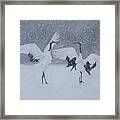 Snow Dancers Framed Print