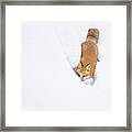 Snow-diving Fox Framed Print