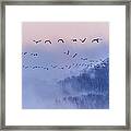 Snow Geese Framed Print