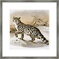 Snow Leopard Framed Print