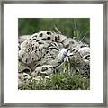 Snow Leopard Uncia Uncia Pair Playing Framed Print