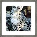 Snow Leopard Uncia Uncia Portrait Framed Print