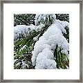 Snow On Evergreen Branch Framed Print